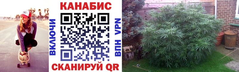 Бошки марихуана сатива  Высоковск 